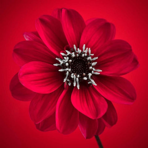 AF20110818 Dahlia 026C10 Black Modern Wood Framed Art Print by Frank, Assaf