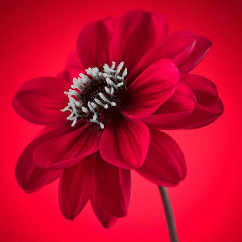 AF20110818 Dahlia 053C10 Gold Ornate Wood Framed Art Print with Double Matting by Frank, Assaf