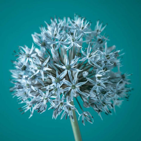 AF20100605 Alliums 151C07 White Modern Wood Framed Art Print by Frank, Assaf