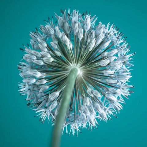 AF20100605 Alliums 167C12 White Modern Wood Framed Art Print with Double Matting by Frank, Assaf