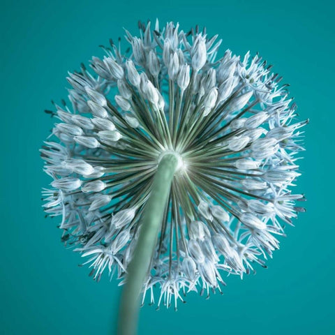 AF20100605 Alliums 167C12 Black Modern Wood Framed Art Print with Double Matting by Frank, Assaf