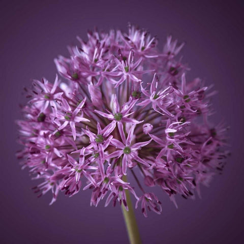 AF20100605 Alliums 151C08 Gold Ornate Wood Framed Art Print with Double Matting by Frank, Assaf