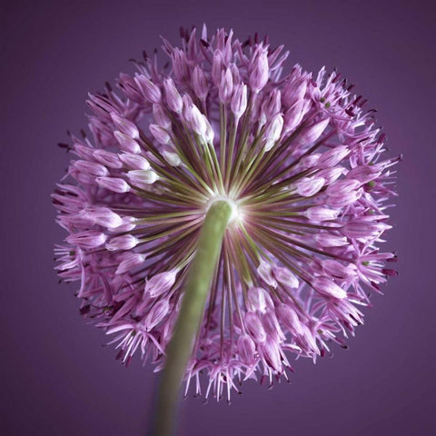 AF20100605 Alliums 167C13 White Modern Wood Framed Art Print by Frank, Assaf