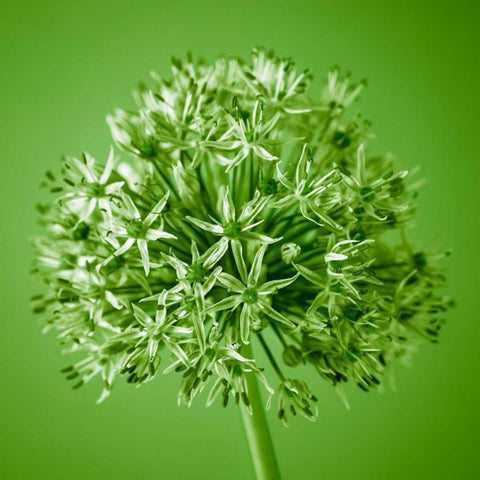 AF20100605 Alliums 151C09 White Modern Wood Framed Art Print by Frank, Assaf