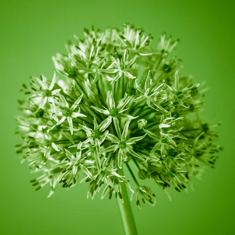 AF20100605 Alliums 151C09 White Modern Wood Framed Art Print with Double Matting by Frank, Assaf