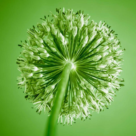 AF20100605 Alliums 167C14 Black Modern Wood Framed Art Print by Frank, Assaf