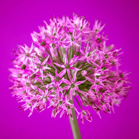 AF20100605 Alliums 151C10 Black Modern Wood Framed Art Print by Frank, Assaf