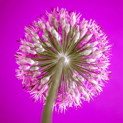 AF20100605 Alliums 167C15 Black Ornate Wood Framed Art Print with Double Matting by Frank, Assaf