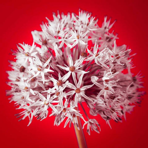 AF20100605 Alliums 157 RedC03 White Modern Wood Framed Art Print by Frank, Assaf