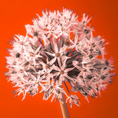 AF20100605 Alliums 157 RedC04 White Modern Wood Framed Art Print with Double Matting by Frank, Assaf