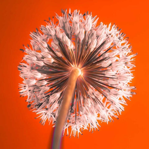 AF20100605 Alliums 167 RedC04 White Modern Wood Framed Art Print by Frank, Assaf