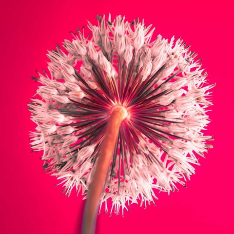 AF20100605 Alliums 167 RedC05 Black Modern Wood Framed Art Print by Frank, Assaf