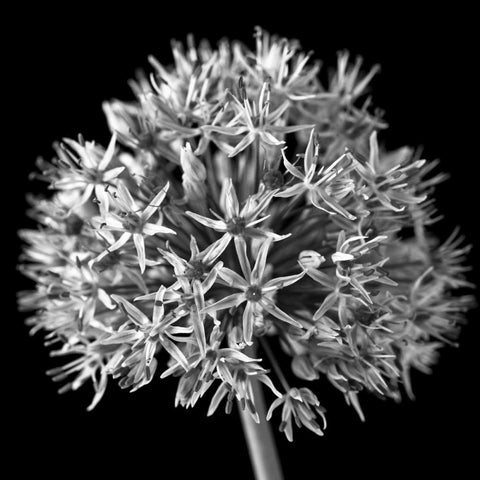 FTBR 1134 Allium B-W Black Modern Wood Framed Art Print by Frank, Assaf