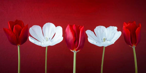 AF20120424 Tulips 351C12 White Modern Wood Framed Art Print with Double Matting by Frank, Assaf