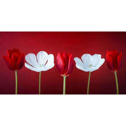 AF20120424 Tulips 351C12 Black Modern Wood Framed Art Print by Frank, Assaf