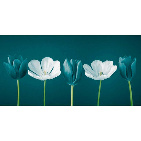 AF20120424 Tulips 350C09 Black Modern Wood Framed Art Print with Double Matting by Frank, Assaf