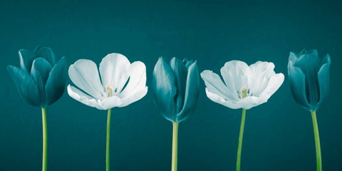 AF20120424 Tulips 350C09 White Modern Wood Framed Art Print with Double Matting by Frank, Assaf