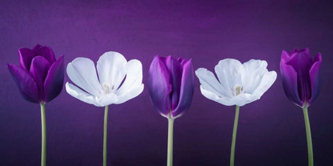 AF20120424 Tulips 351C13 Black Ornate Wood Framed Art Print with Double Matting by Frank, Assaf