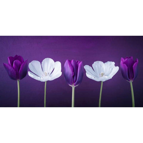 AF20120424 Tulips 351C13 Gold Ornate Wood Framed Art Print with Double Matting by Frank, Assaf