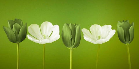 AF20120424 Tulips 349C13 White Modern Wood Framed Art Print with Double Matting by Frank, Assaf