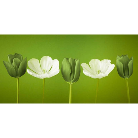 AF20120424 Tulips 349C13 Black Modern Wood Framed Art Print with Double Matting by Frank, Assaf