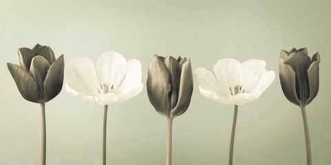 AF20120424 Tulips 353C04 Black Ornate Wood Framed Art Print with Double Matting by Frank, Assaf