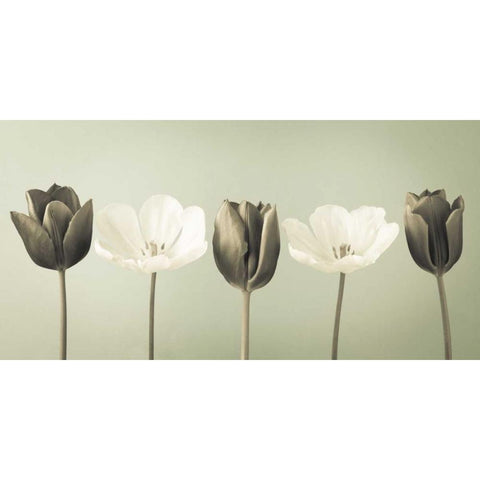 AF20120424 Tulips 353C04 Black Modern Wood Framed Art Print with Double Matting by Frank, Assaf