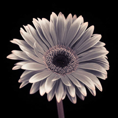 AF20120911 Gerbera 015C01 Black Ornate Wood Framed Art Print with Double Matting by Frank, Assaf