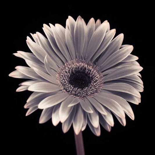 Image Only