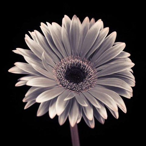 AF20120911 Gerbera 015C01 Gold Ornate Wood Framed Art Print with Double Matting by Frank, Assaf