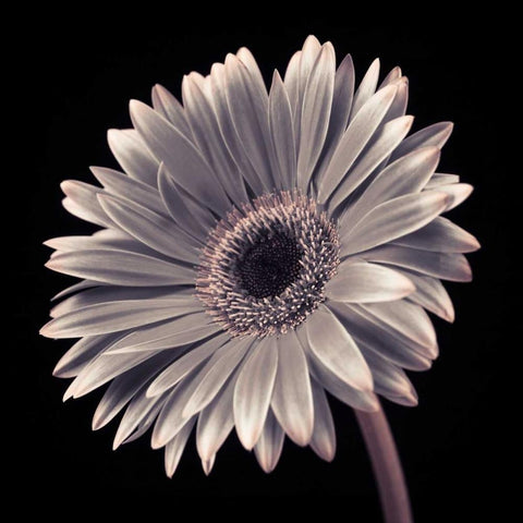 AF20120911 Gerbera 036C01 White Modern Wood Framed Art Print by Frank, Assaf