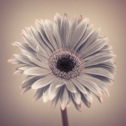 AF20120911 Gerbera 029C01 White Modern Wood Framed Art Print with Double Matting by Frank, Assaf