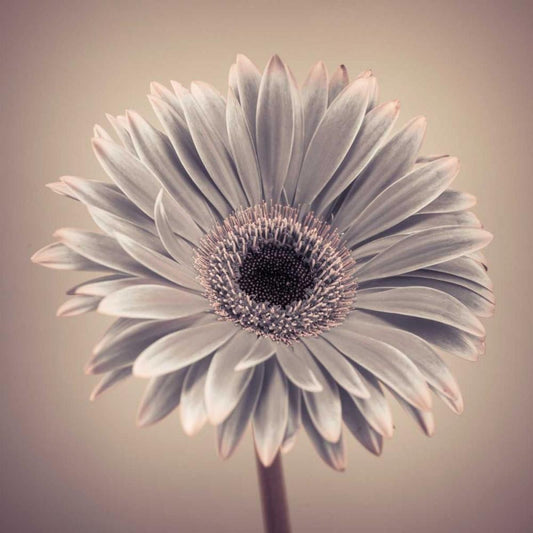 Image Only