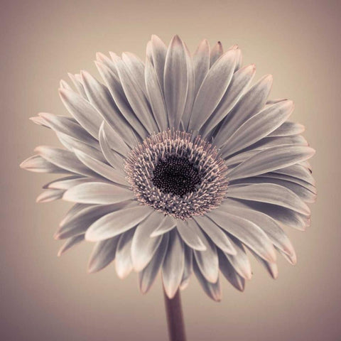 AF20120911 Gerbera 029C01 Black Modern Wood Framed Art Print by Frank, Assaf