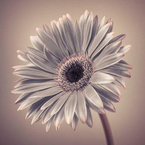 AF20120911 Gerbera 034C01 Black Modern Wood Framed Art Print with Double Matting by Frank, Assaf