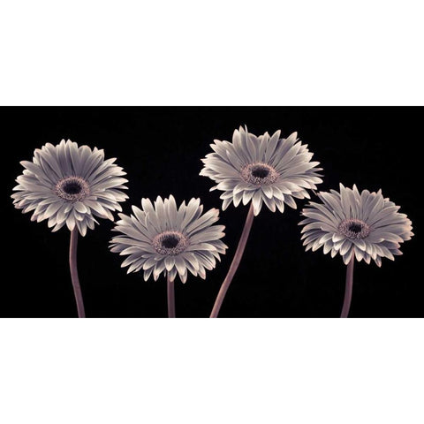 AF20120914 Gerberas 090C01 Black Modern Wood Framed Art Print with Double Matting by Frank, Assaf