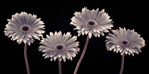 AF20120914 Gerberas 090C01 White Modern Wood Framed Art Print with Double Matting by Frank, Assaf