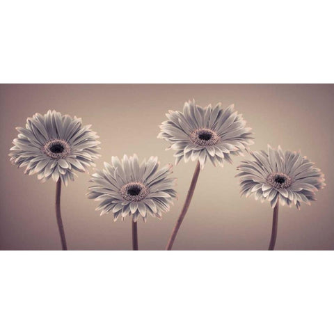 AF20120914 Gerberas 109C01 Gold Ornate Wood Framed Art Print with Double Matting by Frank, Assaf