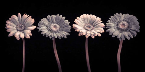 AF20120902 Gerberas 059C12 White Modern Wood Framed Art Print with Double Matting by Frank, Assaf