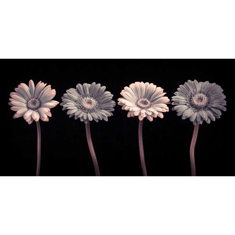 AF20120902 Gerberas 059C12 Gold Ornate Wood Framed Art Print with Double Matting by Frank, Assaf