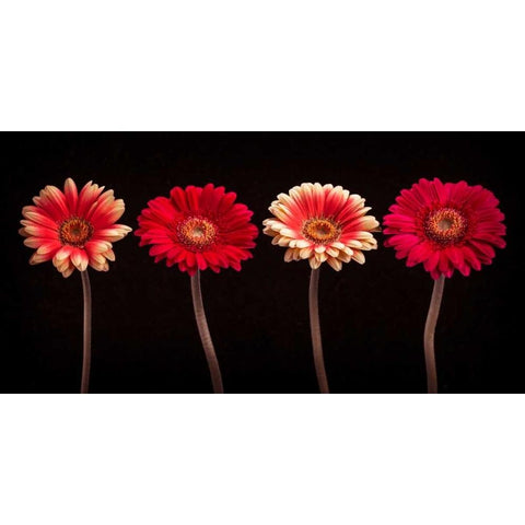 AF20120902 Gerberas 059C14 Black Modern Wood Framed Art Print by Frank, Assaf