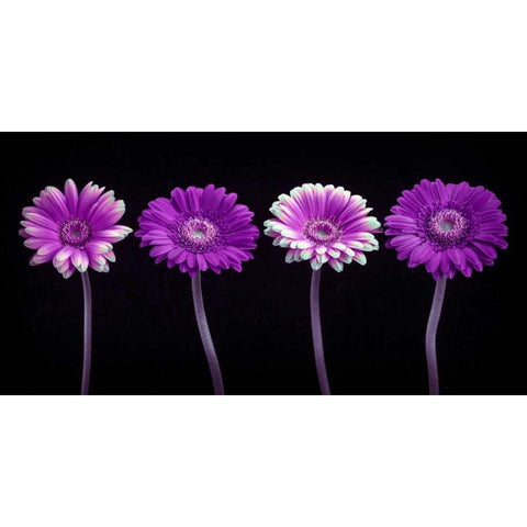 AF20120902 Gerberas 059C10 Black Modern Wood Framed Art Print with Double Matting by Frank, Assaf