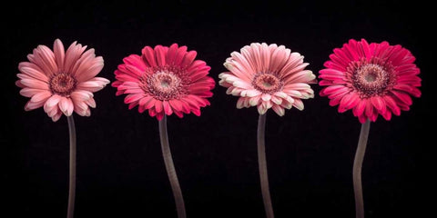 AF20120902 Gerberas 059C16 White Modern Wood Framed Art Print with Double Matting by Frank, Assaf