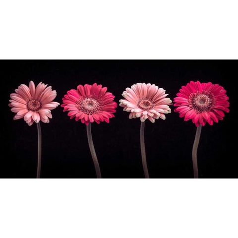 AF20120902 Gerberas 059C16 Black Modern Wood Framed Art Print by Frank, Assaf