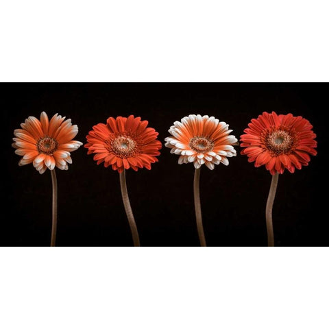 AF20120902 Gerberas 059C18 Black Modern Wood Framed Art Print by Frank, Assaf