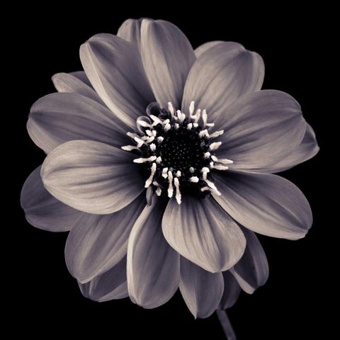 AF20110818 Dahlia 022C20 Black Modern Wood Framed Art Print with Double Matting by Frank, Assaf