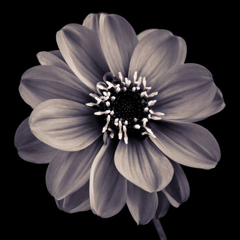 AF20110818 Dahlia 022C20 Black Ornate Wood Framed Art Print with Double Matting by Frank, Assaf