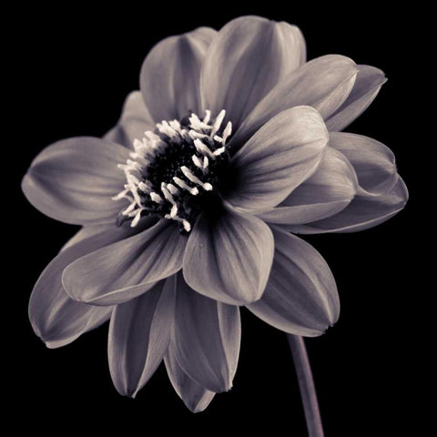 AF20110818 Dahlia 046C20 Black Modern Wood Framed Art Print by Frank, Assaf