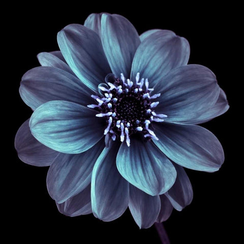 AF20110818 Dahlia 022C21 White Modern Wood Framed Art Print by Frank, Assaf