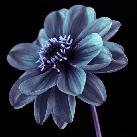 AF20110818 Dahlia 046C21 White Modern Wood Framed Art Print by Frank, Assaf